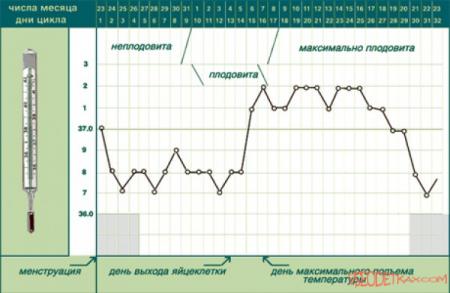 Базальная температура: Что нужно знать