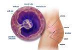 5 неделя беременности